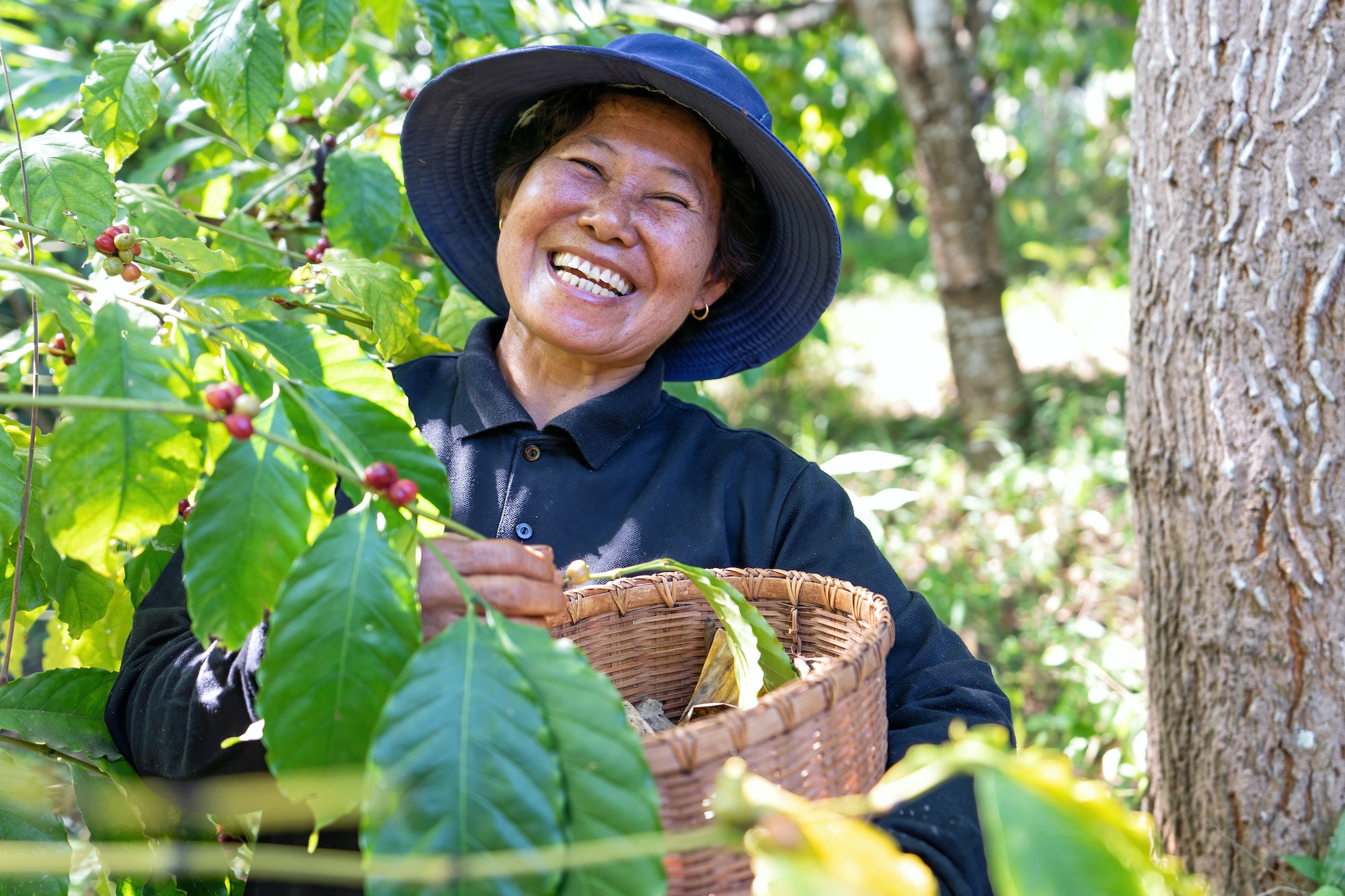 Farmer in plantation coffee berries harvest in farm.harvesting Robusta and arabica coffee berries