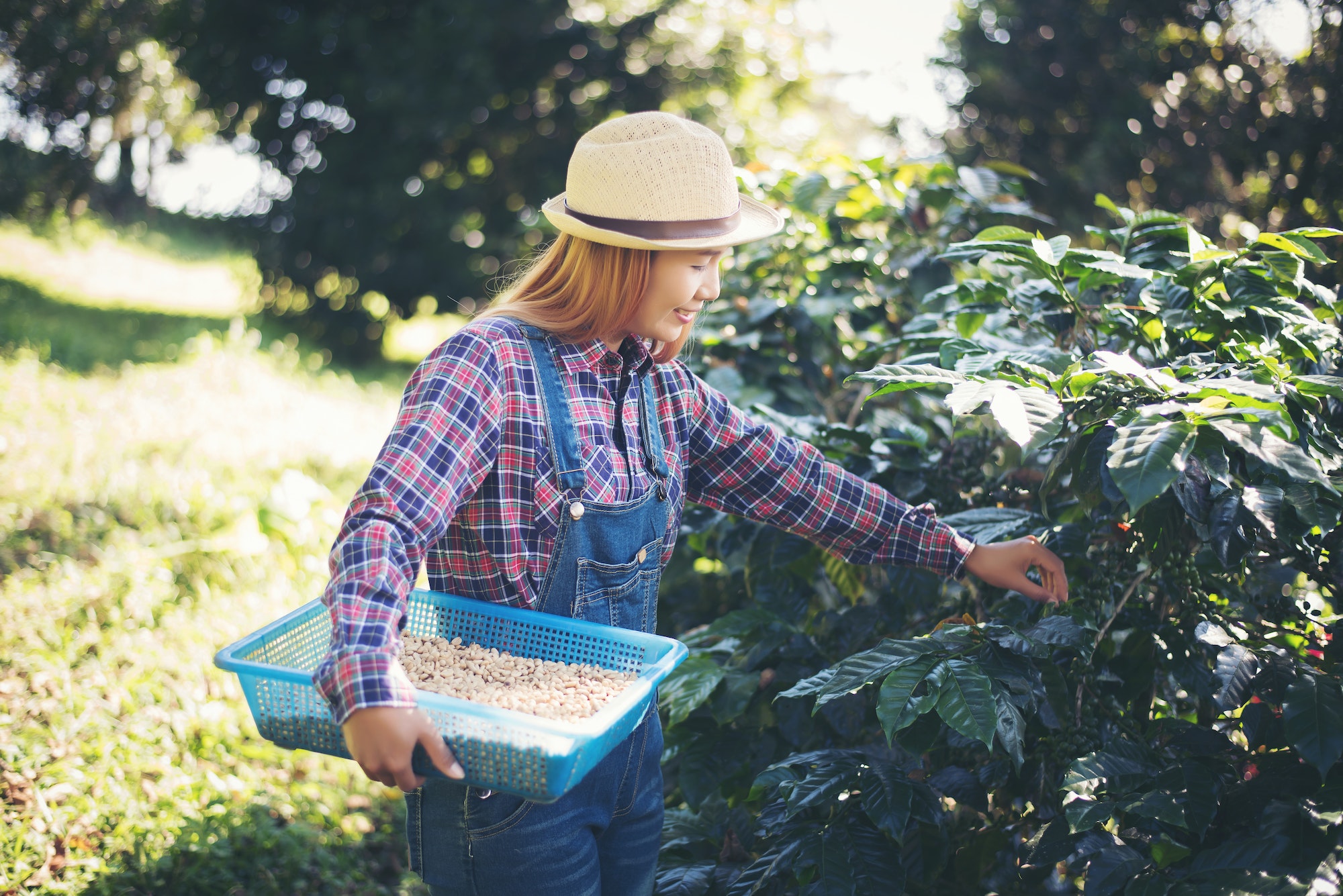 woman hand is harvesting the coffee beans, Picking coffee bean from coffee tree