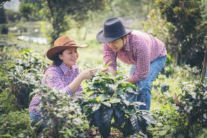 Young farmer Coffee is harvesting coffee berries in coffee farm.