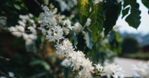 coffee blossoms at the coffee plant in the garden