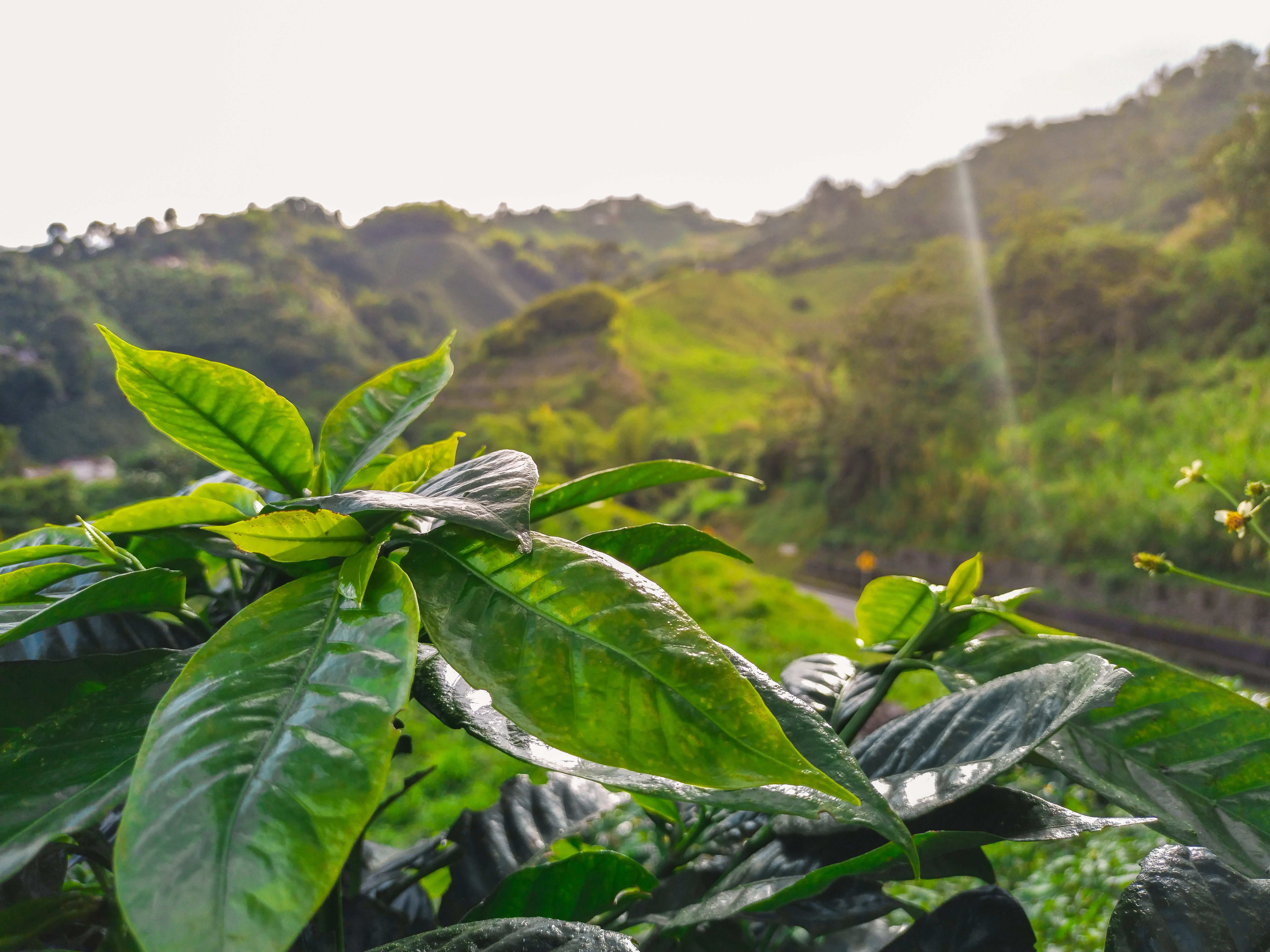 detailed view of coffee leaves in the coffee plantation in the Colombian coffee region